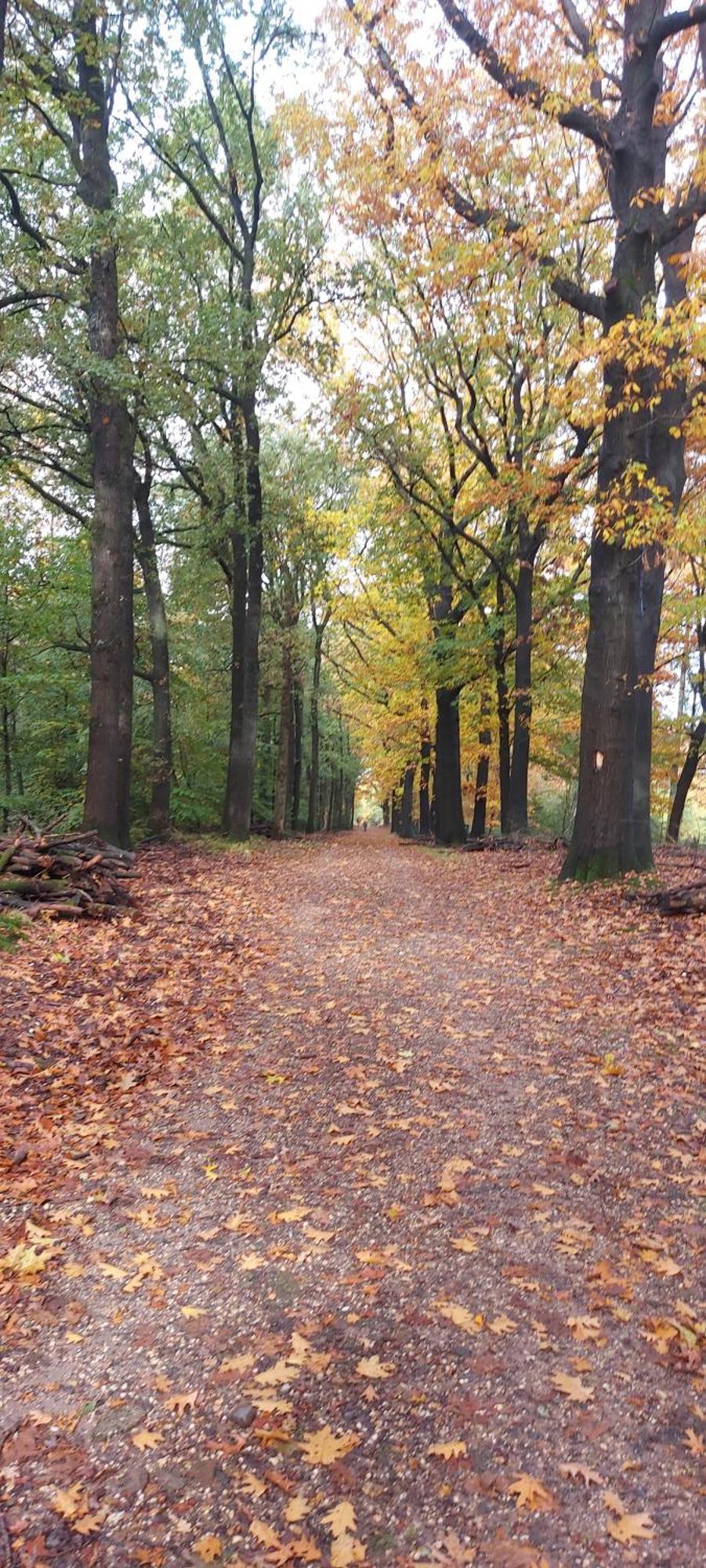 הוילה ביקברחן Chalet Wanama. Gelegen Op Het Vakantiepark Het Lierderholt Op De Veluwe. מראה חיצוני תמונה