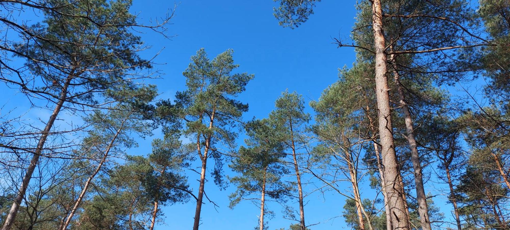 הוילה ביקברחן Chalet Wanama. Gelegen Op Het Vakantiepark Het Lierderholt Op De Veluwe. מראה חיצוני תמונה